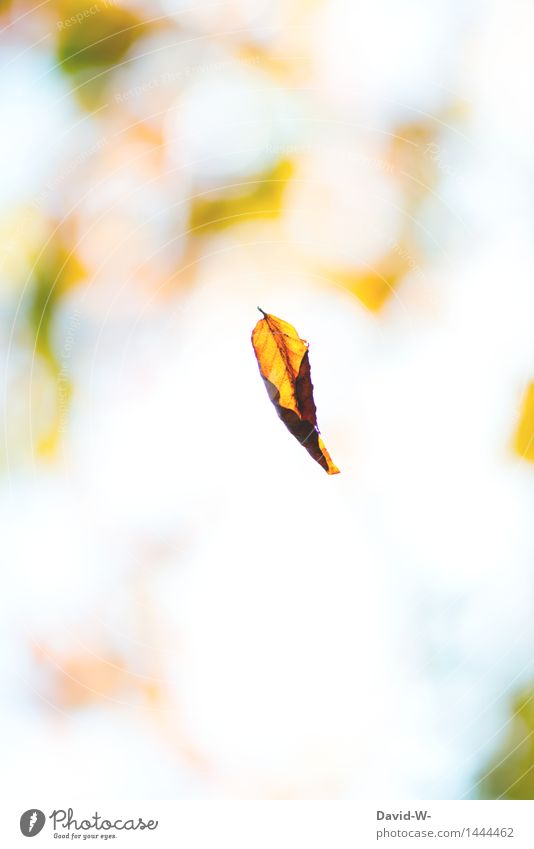 the first leaves fall Art Work of art Environment Nature Air Sunlight Autumn Climate Climate change Beautiful weather Bad weather Leaf Park Forest Observe