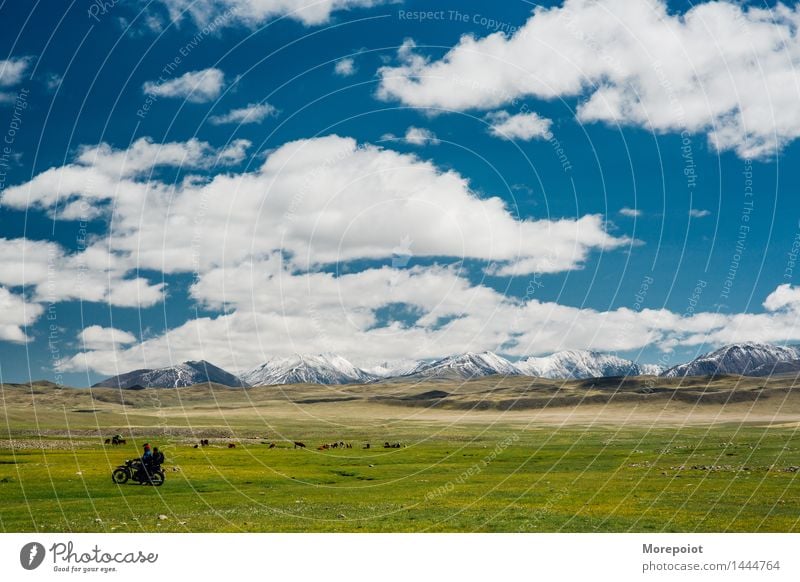 Motorcycle infront and cows graze in the field in front of the hills Cow Field Hill hillside Hilly landscape nomad altay Landscape Nature Green Grass Summer