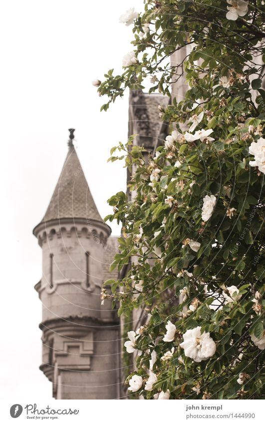 Put your hair down! Plant Rose balmoral Scotland Palace Castle Spire Tower Tourist Attraction Blossoming Historic Joie de vivre (Vitality) Romance Adventure