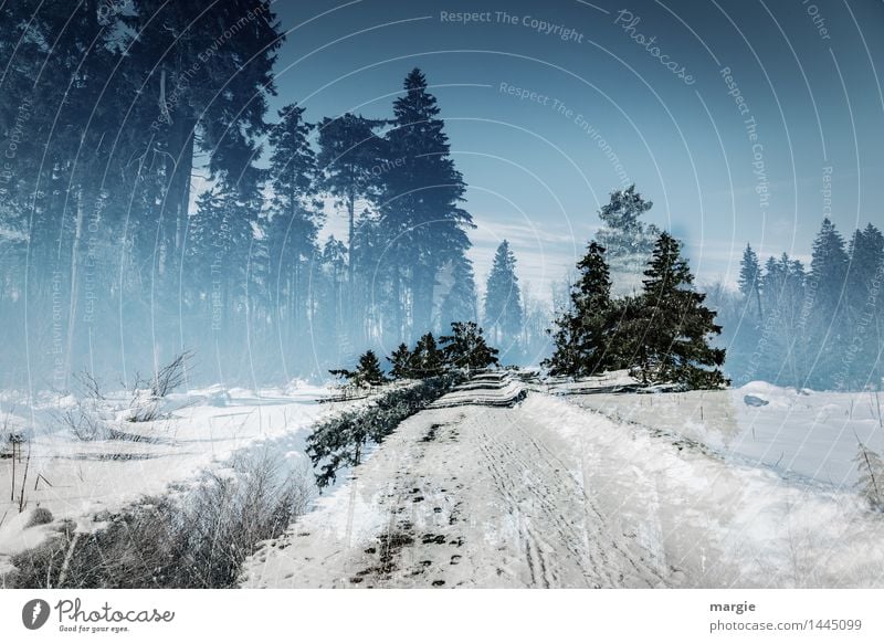 Winter- dream- road Vacation & Travel Tourism Trip Snow Winter vacation Environment Nature Landscape Plant Animal Sky Sunlight Climate Ice Frost Snowfall Tree