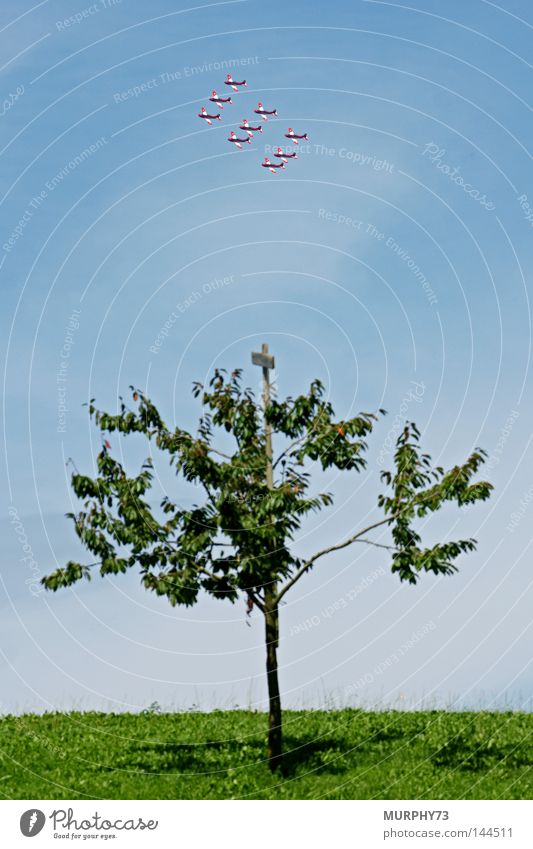 PC-7 Swiss: Diamond (formation) circles above a cherry tree Airplane Propeller aircraft Switzerland Aerobatics Formation flying Flying Cherry tree Grass Meadow