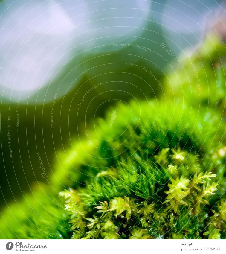 Dark Green Moss Royalty-Free Images, Stock Photos & Pictures