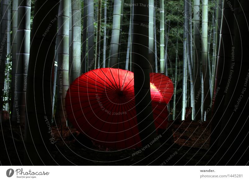 Bamboo forest with paper umbrella, Japan Vacation & Travel Tourism Trip Far-off places Art Culture Event Nature Plant Summer Autumn Tree Exotic Garden Park