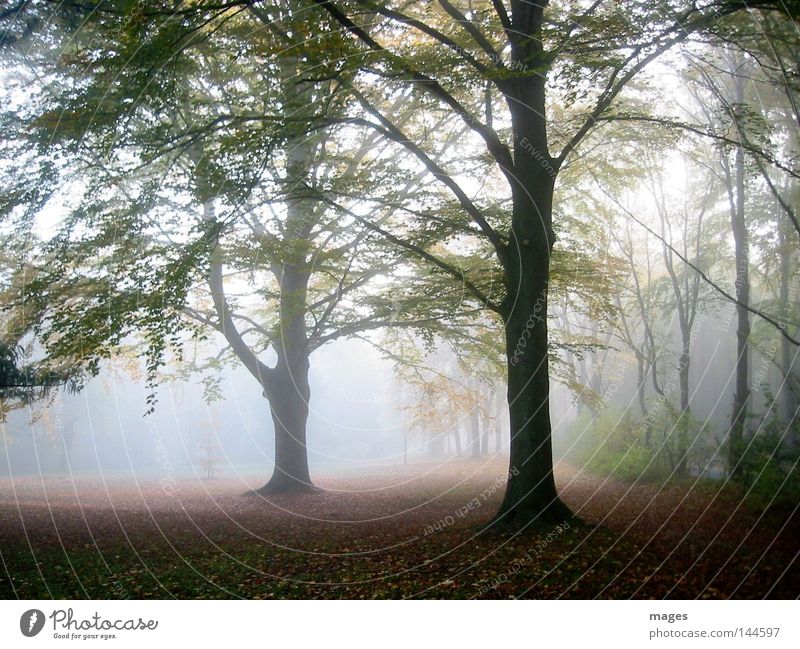 morning fog Tree Autumn Fog Morning Light Sun Shadow Damp Leaf Diffuse Morning fog Automn wood Forest