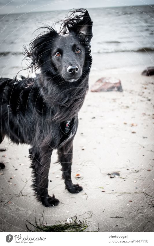 By the sea Nature Landscape Water Sky Autumn Wind Waves Coast Beach North Sea Ocean Island Animal Pet Dog 1 To enjoy Dream Fresh Happy Maritime Black Power