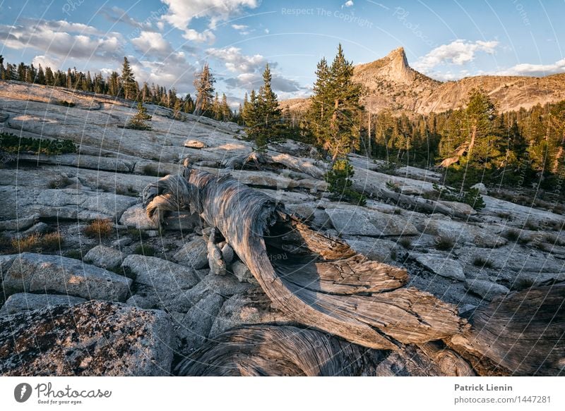 Yosemite NP Wellness Well-being Contentment Senses Relaxation Calm Vacation & Travel Tourism Trip Adventure Far-off places Freedom Expedition Camping Summer