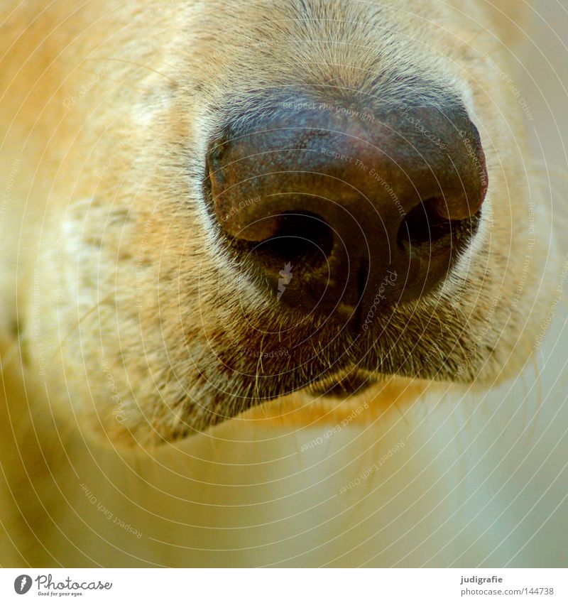 The right nose Dog Nose Snout Odor Facial hair Pelt Beard hair Mammal Detail Near Soft Macro (Extreme close-up) Close-up Colour