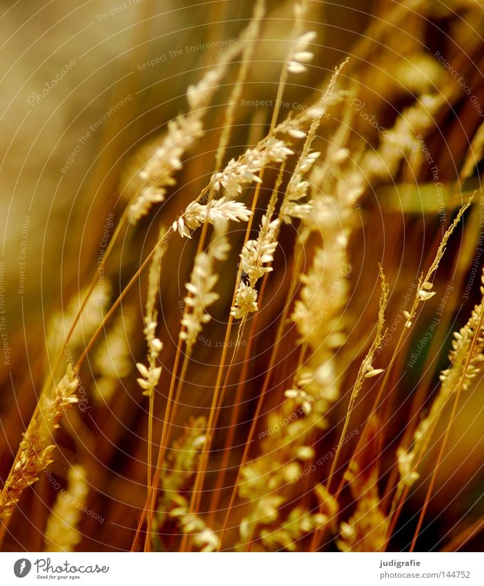 grass Grass Light Green Stamen Pollen Stalk Blade of grass Ear of corn Glittering Beautiful Soft Hissing Meadow Delicate Flexible Sensitive Pennate Pasture