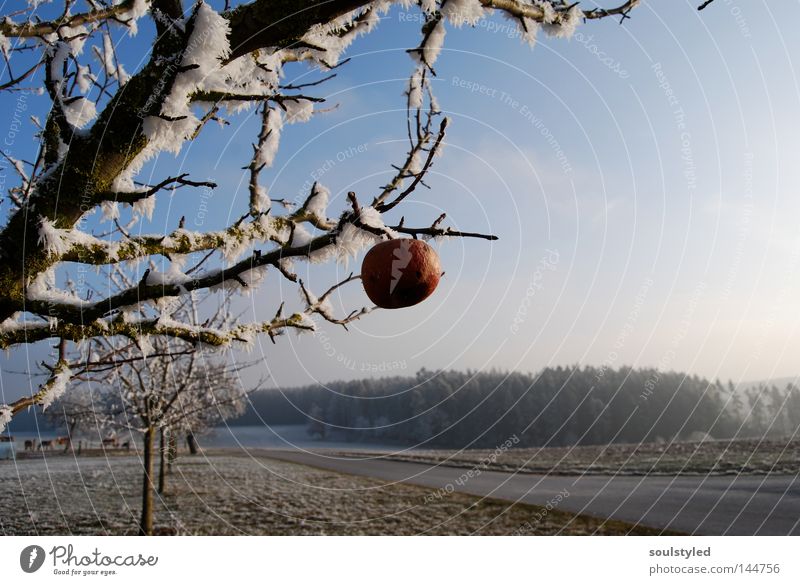 winter apple Apple Winter Ice Frost Tree Apple tree Cold Hoar frost Mature Forget Snowscape Frozen