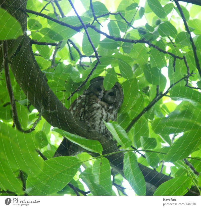 owl's eye Owl birds Owl eyes Looking into the camera Branch Twig Treetop Leaf canopy Day Sunlight Observe Watchfulness Attentive