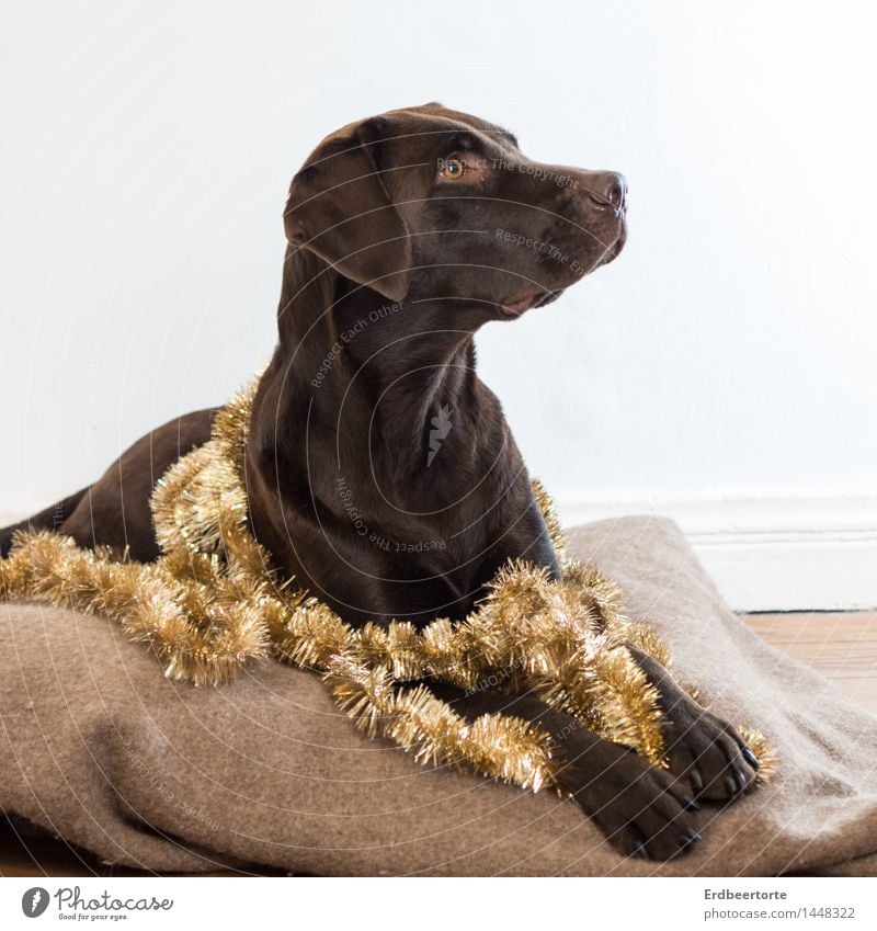 diva Elegant Party Feasts & Celebrations Christmas & Advent Animal Pet Dog Labrador 1 Observe Lie Brown Gold Watchfulness Festive Paper chain Tinsel Decoration