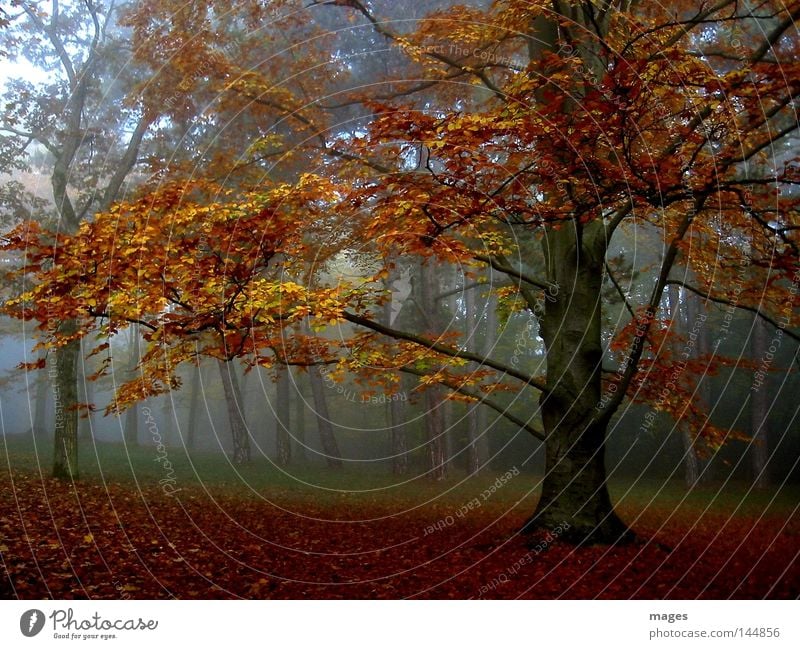 autumn forest Tree Autumn Fog Morning Forest Leaf Damp Orange Yellow Brown Gold Calm Peace Automn wood Morning fog Dawn Peaceful