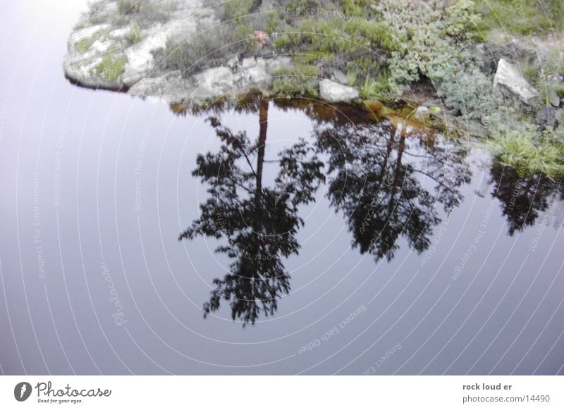 Reflections of NorWay Tree Green Norway Lake Pensive Water Landscape Calm Self portrait