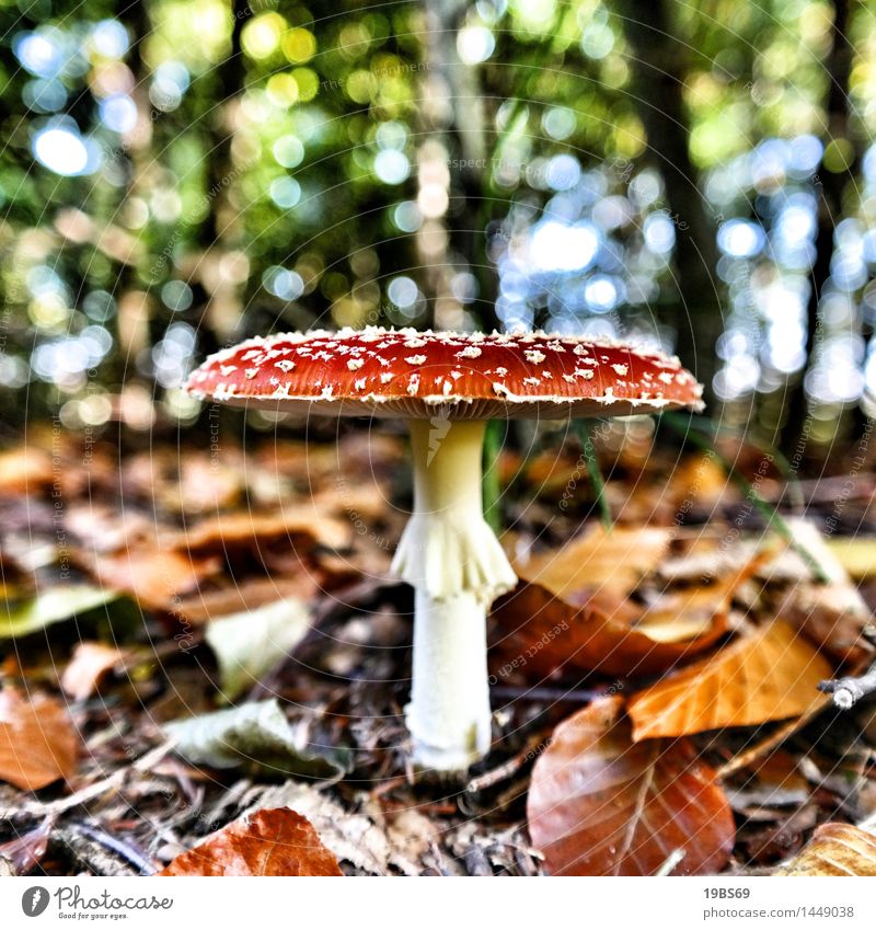 The fly agaric Environment Nature Autumn Plant Wild plant Forest Red poisonous mushroom Amanita mushroom Colour photo Multicoloured Exterior shot Close-up