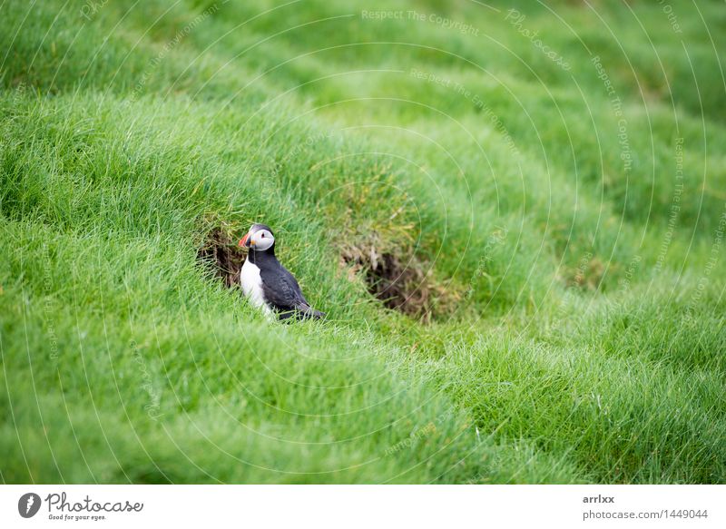 Atlantic puffins, Fratercula arctica Summer Environment Nature Landscape Plant Animal Grass Bird Funny Natural Wild Black White positive stunning Puffin Feather