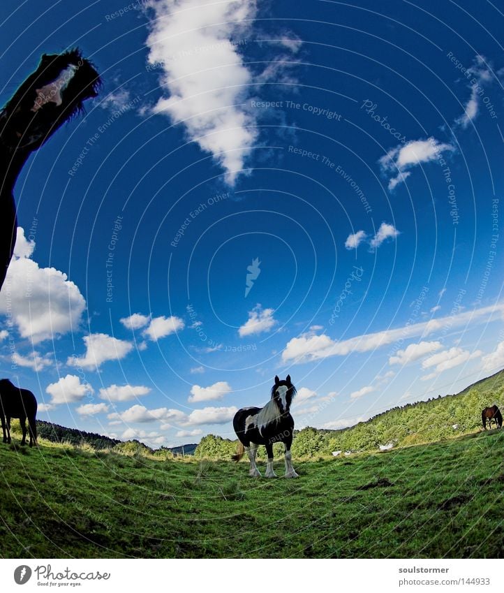 around the willow Horse Pasture Nature Sky Clouds Blue Green Iceland Pony Icelander Fisheye Warped Mountain Hill Hesse To feed Looking Curiosity Mammal
