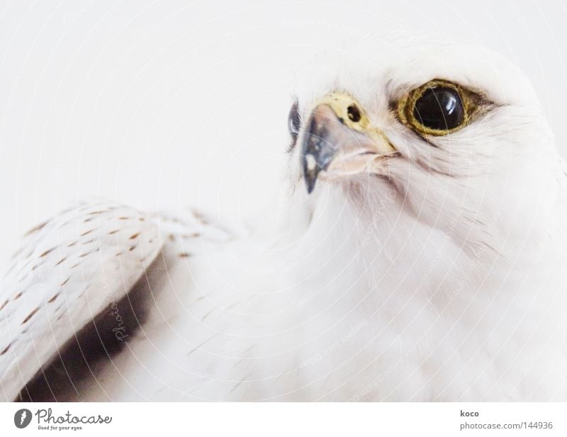 alive or dead? Bird Eagle Feather Beak White Winter Strong Snow Brave Wing Museum Looking Eyes