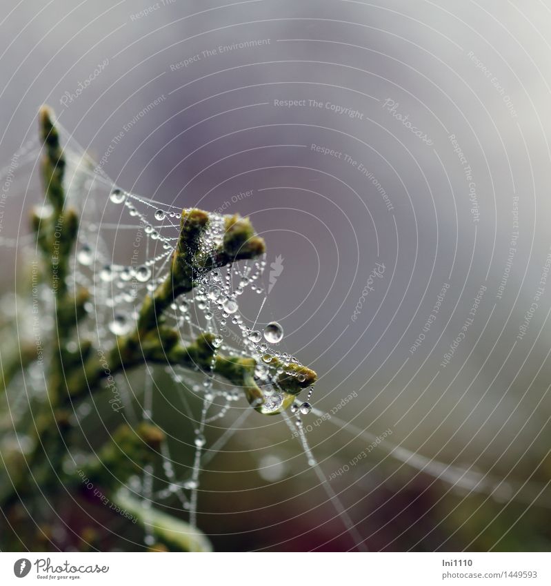 Spider web with water drop Environment Nature Plant Air Drops of water Autumn Fog Tree Wild plant Tree of life with spider web Garden Park Meadow Field Fresh