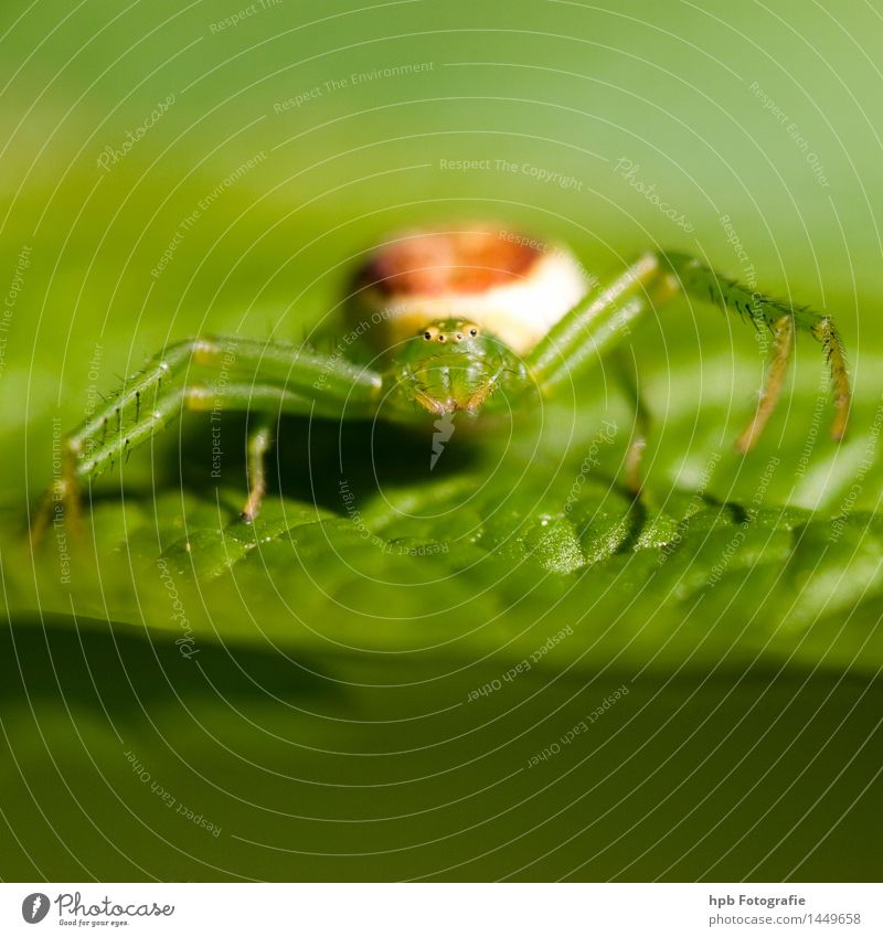 How to photograph a spider's web - Discover Wildlife