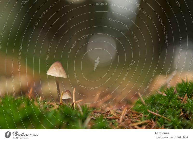 Tiny, mushrooms in moss Trip Hiking Nature Plant Earth Autumn "Needles, moss, mushrooms." Forest "Coniferous forest Deciduous forest" Wet Cute "tender Delicate