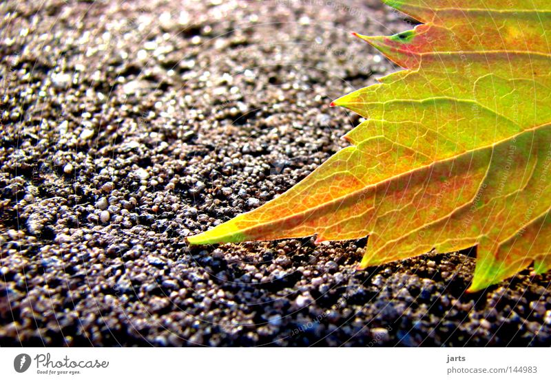autumnal Autumn Leaf Autumn leaves Street Lanes & trails Multicoloured Colour Autumnal jarts