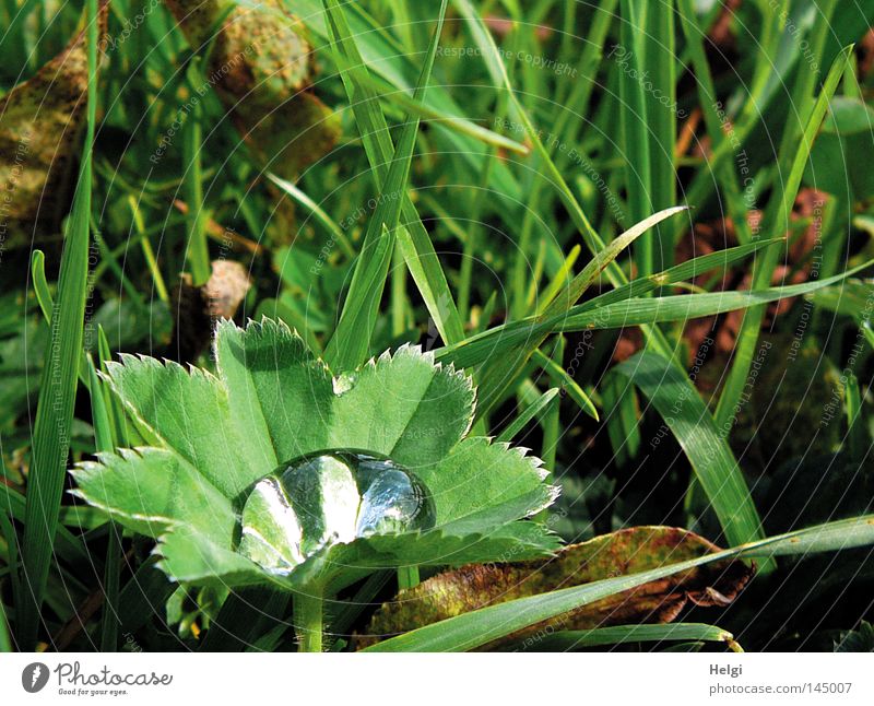 Leaf of a lady's mantle plant with a thick drop of water in the leaf Drops of water Water Wet Stalk Grass Meadow Blade of grass Dew Weather Beautiful weather