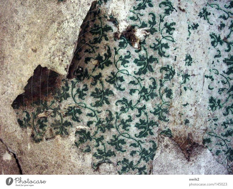 Les feuilles mortes Redecorate Wallpaper Leaf Wall (barrier) Wall (building) Ornament Old Historic Broken Green Loneliness Arrangement Past Transience