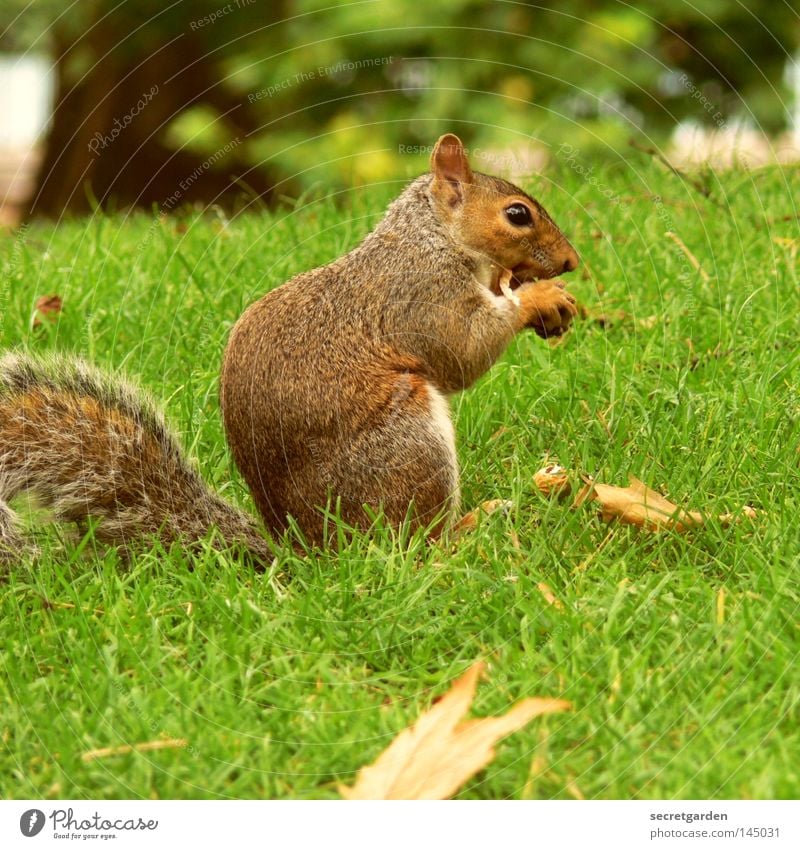 fast rodent Squirrel Park Animal To hold on Possessions Watchfulness Upper body Gray Feed Tight-fisted Avaricious Green Background picture Cute Sweet Soft