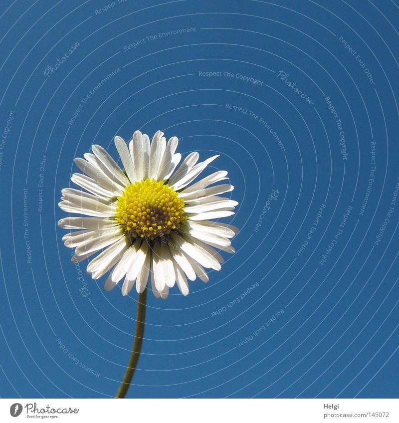 Blossom of a daisy in sunlight against a blue sky Colour photo Exterior shot Close-up Deserted Copy Space right Copy Space top Neutral Background Day Contrast