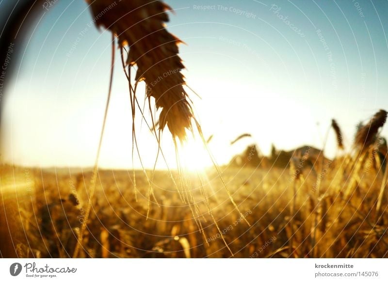 golden sheaves Wheat Grain Grain alcohol Energy Power Force Sunrise Ear of corn Agriculture Agricultural crop Cereals Corny Countries Beautiful weather Field