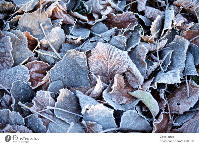 Hoarfrost on foliage Nature Solar eclipse Sunlight Beautiful weather Garden Park Forest Esthetic Blue Brown Gold Gray Pink Silver White Variable