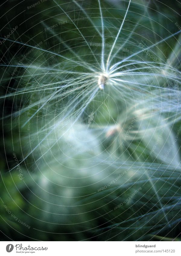 Puschel Summer Dark Back-light Dream Seed Parachute Blur Think To enjoy Twilight Glittering White Delicate Plant Animal Botany Organic produce Biological