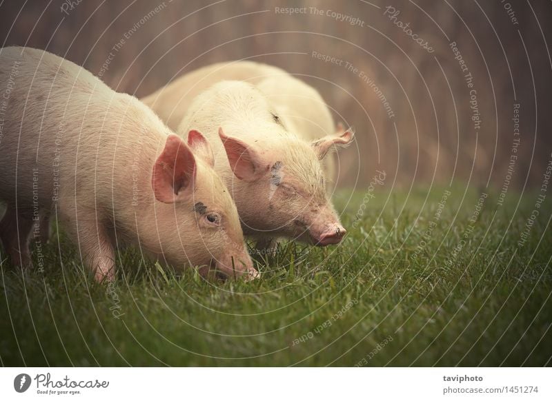 little pigs on meadow Eating Happy Baby Nature Animal Grass Meadow Pet Baby animal Dirty Free Small Funny Cute Green Pink Appetite Pigs Swine young Farm bio