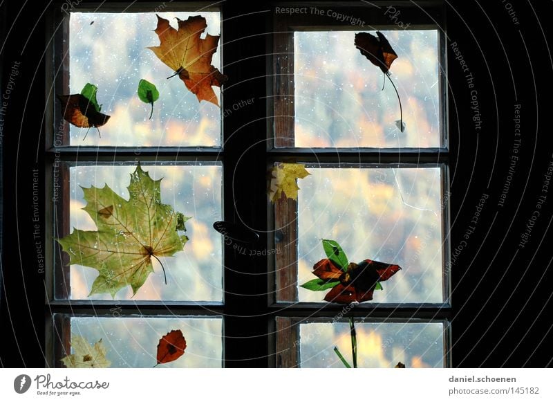 autumn Autumn Leaf Window Light Decoration Window pane Colour Seasons Living or residing Living room