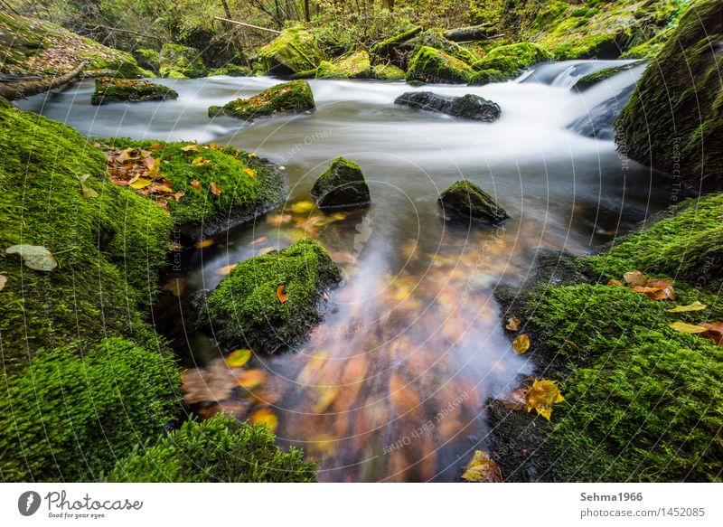 Autumn colours in flow with long exposure Environment Nature Landscape Plant Elements Earth Water Sun Weather Beautiful weather Tree Flower Grass Bushes Moss