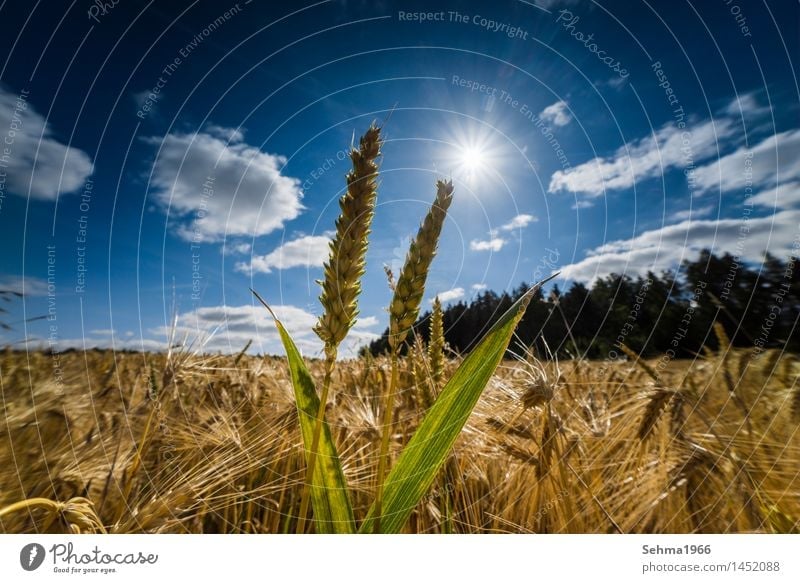 Special light above a grain field, ears of corn in the last light Environment Nature Landscape Plant Sky Clouds Sun Sunlight Summer Climate Climate change