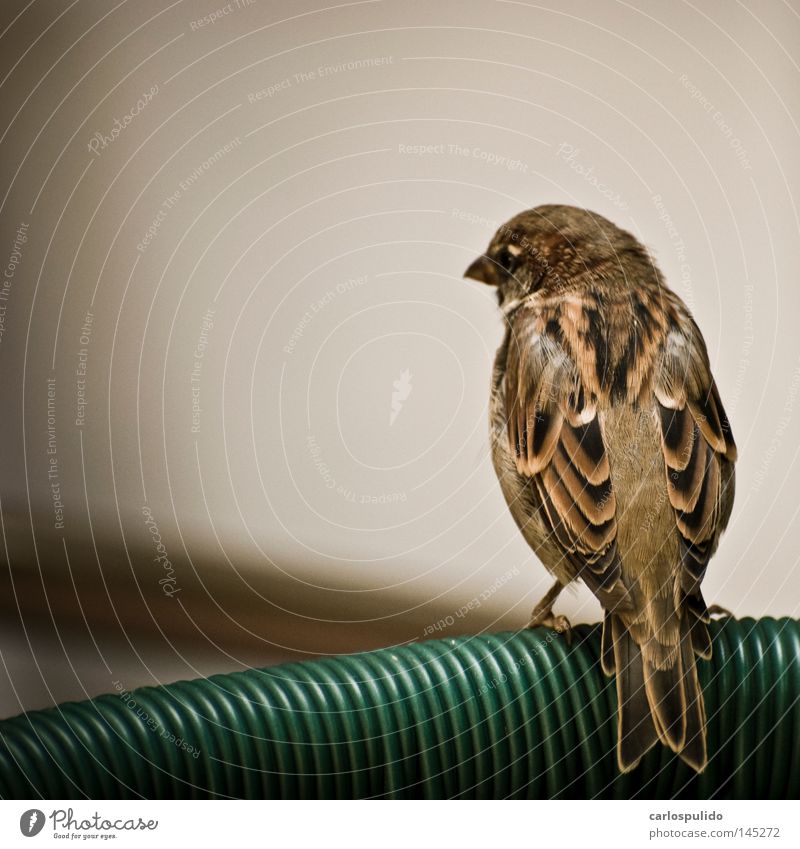 Bird Nature Animal Feather Wing Media Sparrow Free