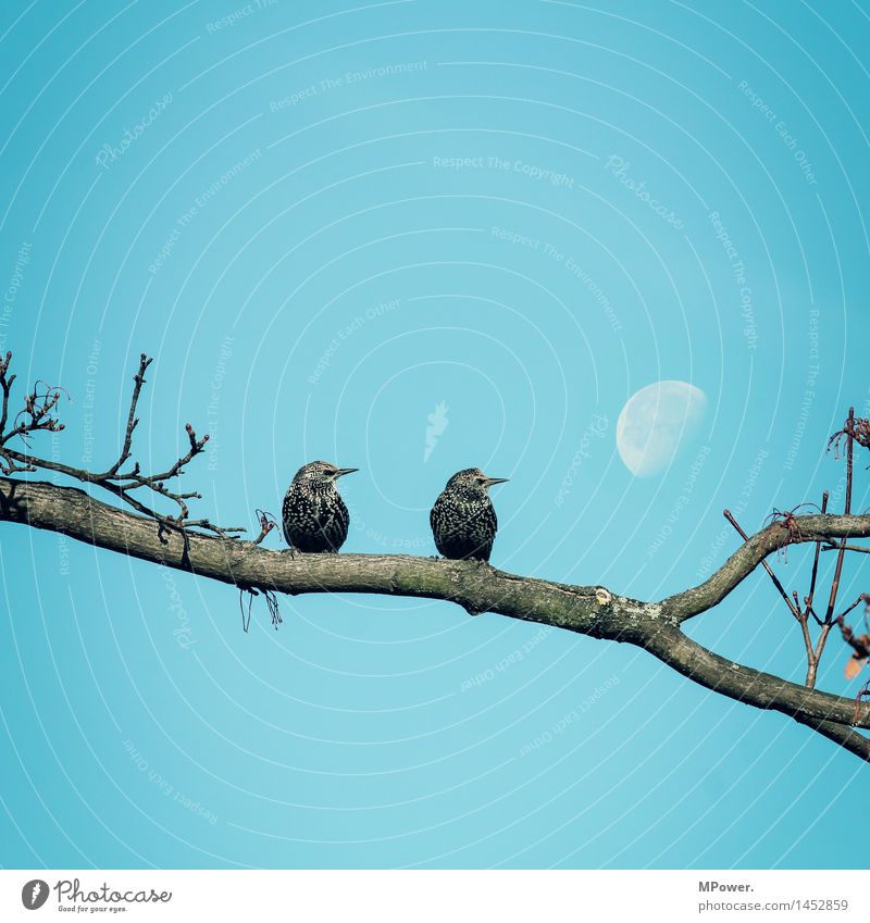2 stare(s) to the moon Environment Cloudless sky Beautiful weather Bright Moon Bird Starling Sit Romanesque Branch Tree Looking Perspective Blue Couple