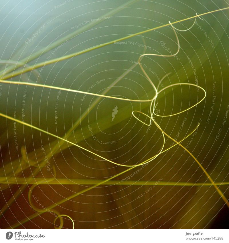 grass Grass Blade of grass Muddled Complicated Spiral Entwine Coil Nature Meadow Plant Green Yellow Environment Growth Life Near Delicate Fine Light Colour