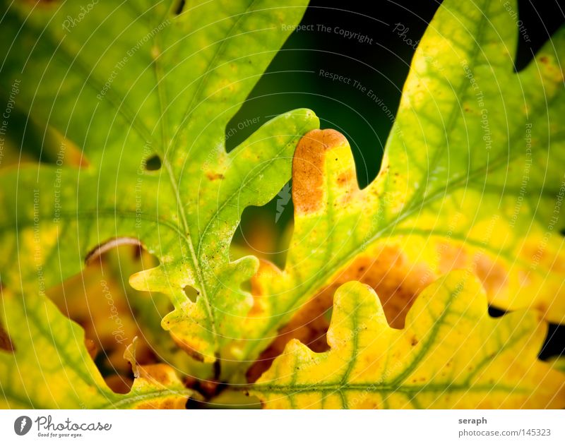 Autumnal Foliage Leaf Seasons Oak tree Oak leaf Rachis Vessel Colouring Brown Beige Yellow Transform Cardiovascular system Biomass Ecological Environment Plant
