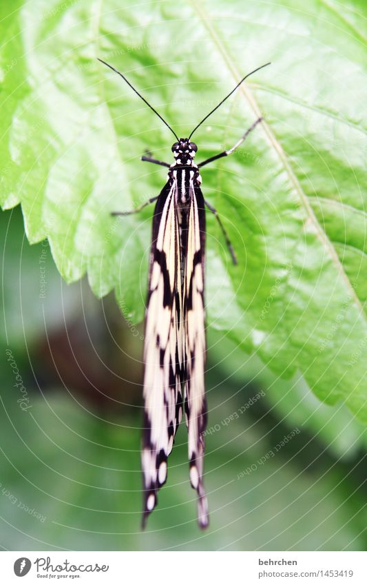 be above all things Nature Plant Animal Tree Bushes Leaf Garden Park Meadow Wild animal Butterfly Animal face Wing White tree nymph 1 Observe Relaxation Flying