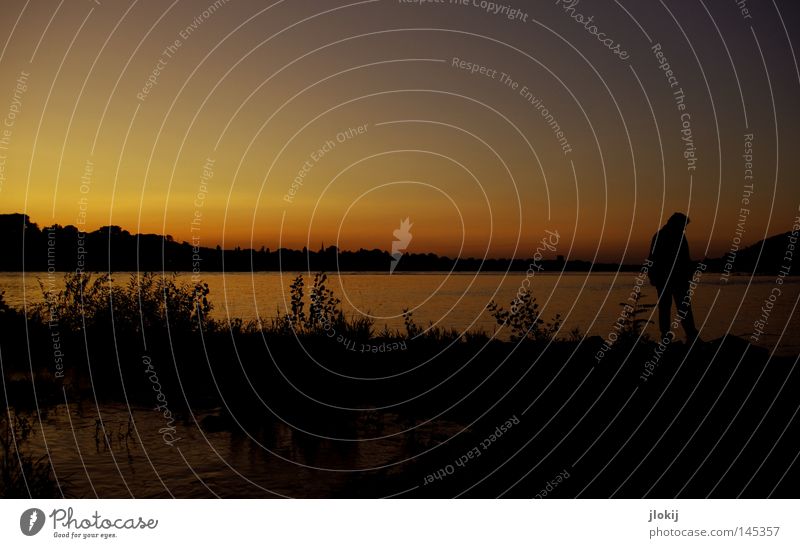 evening stroll Forest Horizon Sunset Evening Late Time Tree Bushes Waves Calm Stay Man Night Clouds Animal Break Body of water Interior lake Flow Autumn Sky