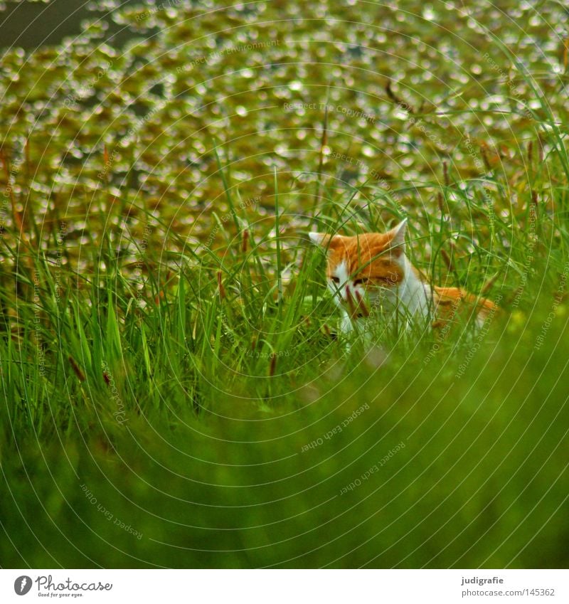 Cat in the grass Grass Meadow River bank Elbe Elbaue Body of water Life Nature Hide Observe Hunting Pet Domestic cat Green Fresh Colour Mammal on the lookout