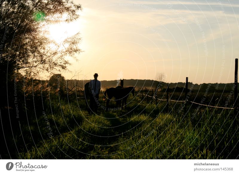 Gentlemen in natural surroundings. Sun Horse Meadow Pasture Willow tree Willow-tree Fence Horizon Physics Longing Landscape Land Feature Tree Shirt Hat Tie
