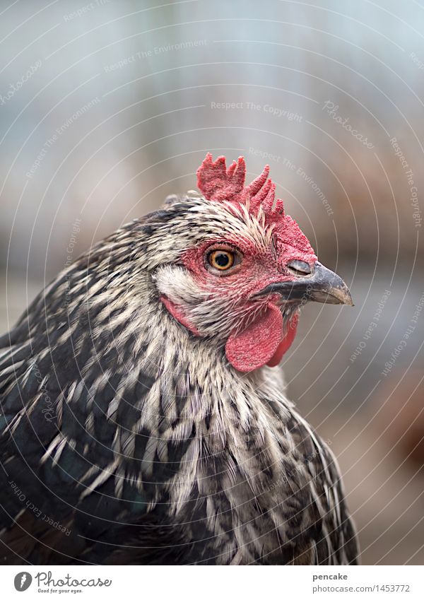 passport photo Animal Farm animal Animal face 1 Esthetic Uniqueness Innocent Feminine Barn fowl Egg Easter Beautiful Watchfulness Youth (Young adults) Blur