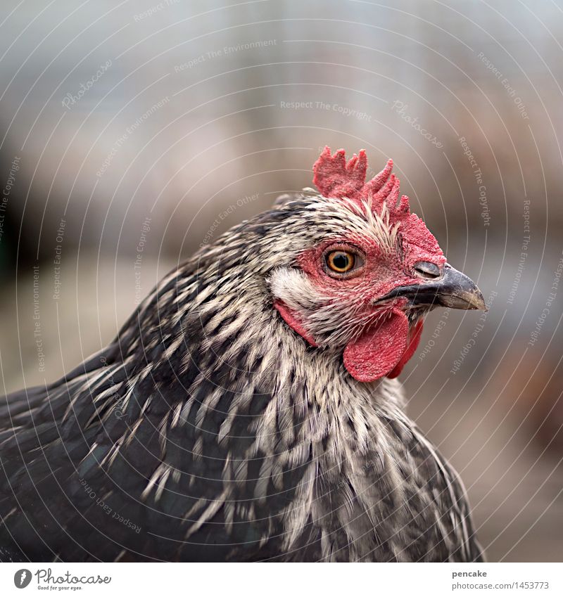 concentration Nature Animal Pet Animal face 1 Sign Select Observe Contact Concentrate Barn fowl Young woman Eyes Beak Poultry Crest Focus on chicken eye Blur