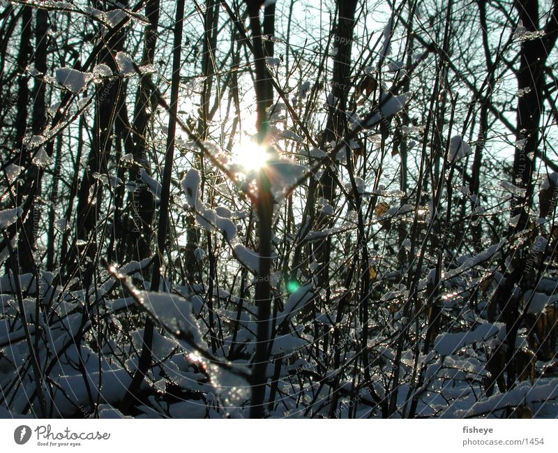 winter sun Light Snow Ice Sun Glittering Twig