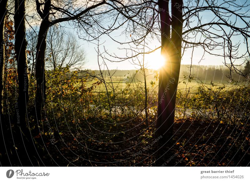 sun colours Environment Nature Landscape Animal Sky Clouds Horizon Autumn Winter Climate Climate change Beautiful weather Fog Tree Foliage plant Blue