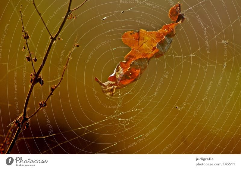 Autumn Leaf Oak leaf Oak tree Deciduous tree Spider's web Branchage Twigs and branches Nature Environment Beautiful Plant Glittering Colour Net Autumnal