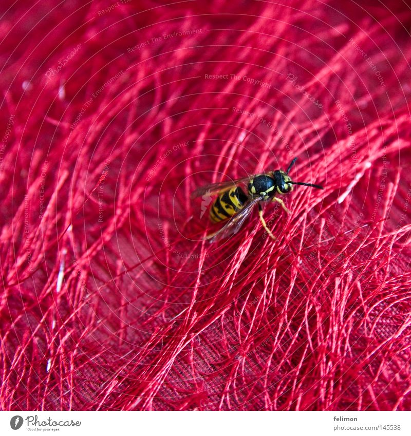 red meadow Wasps Insect Cloth Thread Animal Red Crawl Wing Spine